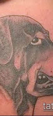 Фото тату ротвейлер — 06062017 — пример — 058 Rottweiler tattoo