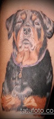 Фото тату ротвейлер — 06062017 — пример — 063 Rottweiler tattoo