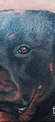 Фото тату ротвейлер — 06062017 — пример — 065 Rottweiler tattoo