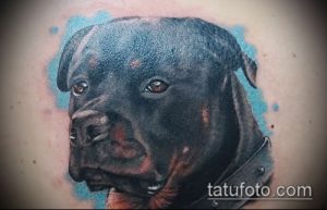Фотография акварельной татуировки ротвейлера на коже. Мягкие переходы цветов и размытые контуры создают эффект акварельного рисунка.