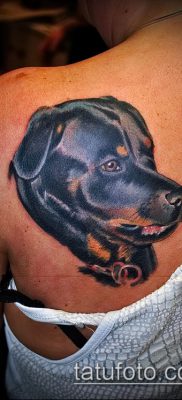 Фото тату ротвейлер — 06062017 — пример — 066 Rottweiler tattoo