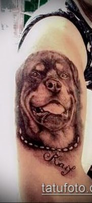 Фото тату ротвейлер — 06062017 — пример — 069 Rottweiler tattoo