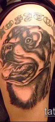Фото тату ротвейлер — 06062017 — пример — 071 Rottweiler tattoo