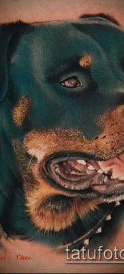 Фото тату ротвейлер — 06062017 — пример — 073 Rottweiler tattoo