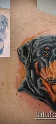 Фото тату ротвейлер — 06062017 — пример — 078 Rottweiler tattoo