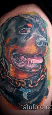 Фото тату ротвейлер — 06062017 — пример — 079 Rottweiler tattoo