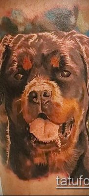 Фото тату ротвейлер — 06062017 — пример — 080 Rottweiler tattoo
