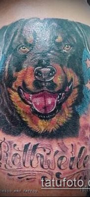 Фото тату ротвейлер — 06062017 — пример — 081 Rottweiler tattoo