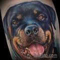 Фото тату ротвейлер - 06062017 - пример - 085 Rottweiler tattoo