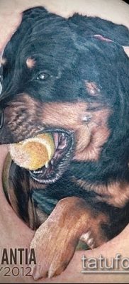 Фото тату ротвейлер — 06062017 — пример — 087 Rottweiler tattoo