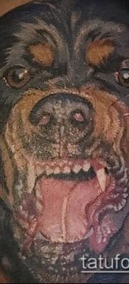 Фото тату ротвейлер — 06062017 — пример — 088 Rottweiler tattoo