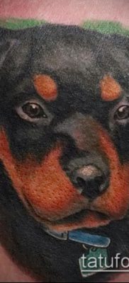 Фото тату ротвейлер — 06062017 — пример — 089 Rottweiler tattoo