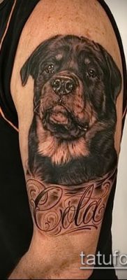 Фото тату ротвейлер — 06062017 — пример — 091 Rottweiler tattoo