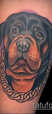 Фото тату ротвейлер — 06062017 — пример — 092 Rottweiler tattoo