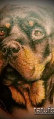 Фото тату ротвейлер — 06062017 — пример — 095 Rottweiler tattoo