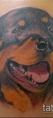 Фото тату ротвейлер — 06062017 — пример — 096 Rottweiler tattoo