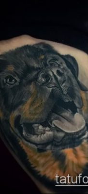 Фото тату ротвейлер — 06062017 — пример — 097 Rottweiler tattoo