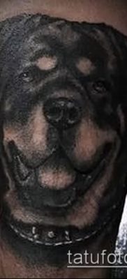 Фото тату ротвейлер — 06062017 — пример — 098 Rottweiler tattoo