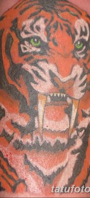 фото тату саблезубый тигр от 25.07.2017 №011 — Tattoo saber-toothed tiger