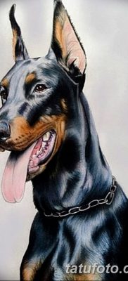 фото тату доберман от 18.08.2017 №022 — Doberman tattoo_tatufoto.com