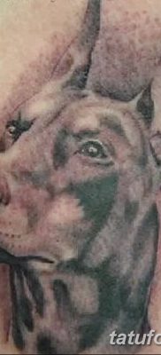 фото тату доберман от 18.08.2017 №045 — Doberman tattoo_tatufoto.com