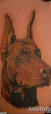 фото тату доберман от 18.08.2017 №085 — Doberman tattoo_tatufoto.com