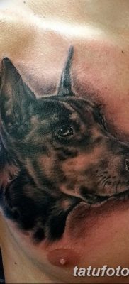 фото тату доберман от 18.08.2017 №087 — Doberman tattoo_tatufoto.com