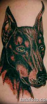 фото тату доберман от 18.08.2017 №096 — Doberman tattoo_tatufoto.com