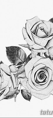 фото тату три розы от 21.08.2017 №003 — Three rose tattoos — tatufoto.com