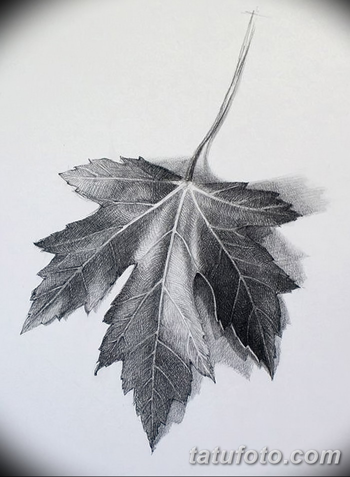 Картинка лист карандашом. Листья карандашом. Зарисовки листьев деревьев. Листья скетч. Листья деревьев набросок.