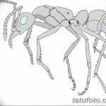 фото Эскиз тату муравей от 07.09.2017 №010 - Sketch of an ant tattoo - tatufoto.com
