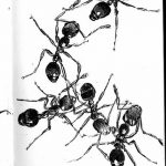 фото Эскиз тату муравей от 07.09.2017 №012 - Sketch of an ant tattoo - tatufoto.com