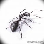фото Эскиз тату муравей от 07.09.2017 №014 - Sketch of an ant tattoo - tatufoto.com