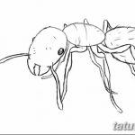 фото Эскиз тату муравей от 07.09.2017 №015 - Sketch of an ant tattoo - tatufoto.com