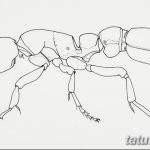 фото Эскиз тату муравей от 07.09.2017 №019 - Sketch of an ant tattoo - tatufoto.com