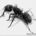 фото Эскиз тату муравей от 07.09.2017 №020 - Sketch of an ant tattoo - tatufoto.com