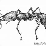 фото Эскиз тату муравей от 07.09.2017 №022 - Sketch of an ant tattoo - tatufoto.com