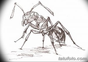 Винтажный эскиз татуировки муравья, выполненный карандашом. Детализированный рисунок с акцентом на текстуру и тени.