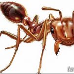 фото Эскиз тату муравей от 07.09.2017 №027 - Sketch of an ant tattoo - tatufoto.com