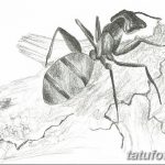 фото Эскиз тату муравей от 07.09.2017 №033 - Sketch of an ant tattoo - tatufoto.com