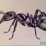фото Эскиз тату муравей от 07.09.2017 №035 - Sketch of an ant tattoo - tatufoto.com