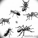 фото Эскиз тату муравей от 07.09.2017 №045 - Sketch of an ant tattoo - tatufoto.com