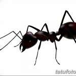 фото Эскиз тату муравей от 07.09.2017 №047 - Sketch of an ant tattoo - tatufoto.com