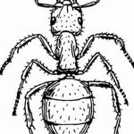 фото Эскиз тату муравей от 07.09.2017 №054 - Sketch of an ant tattoo - tatufoto.com