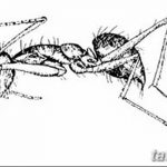 фото Эскиз тату муравей от 07.09.2017 №055 - Sketch of an ant tattoo - tatufoto.com