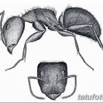 фото Эскиз тату муравей от 07.09.2017 №058 - Sketch of an ant tattoo - tatufoto.com