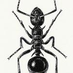 фото Эскиз тату муравей от 07.09.2017 №064 - Sketch of an ant tattoo - tatufoto.com