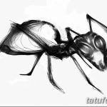 фото Эскиз тату муравей от 07.09.2017 №074 - Sketch of an ant tattoo - tatufoto.com