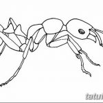 фото Эскиз тату муравей от 07.09.2017 №082 - Sketch of an ant tattoo - tatufoto.com