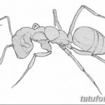 фото Эскиз тату муравей от 07.09.2017 №089 - Sketch of an ant tattoo - tatufoto.com